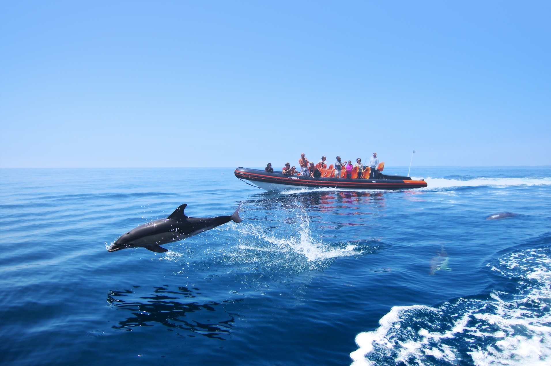 Book Your Dolphin Trip Albufeira Today<br />
