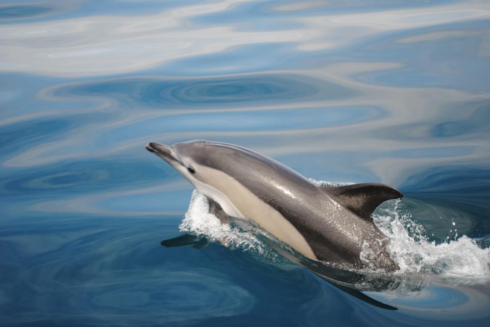 The Main Dolphin Species You May Encounter on Dolphin Trips Albufeira:<br />
